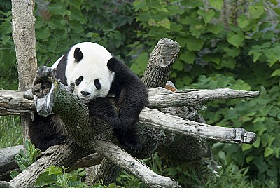 Resting Panda