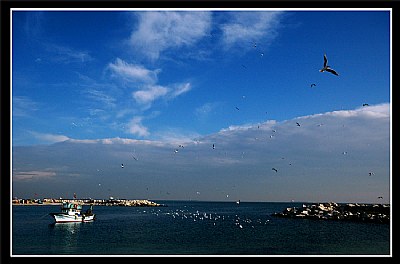 gulls anf fisher
