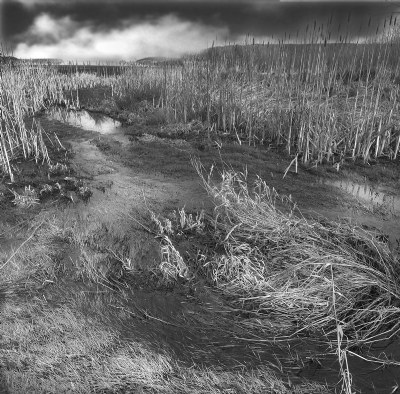 Ebey Island