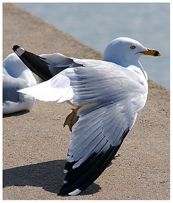 Simple Seegull