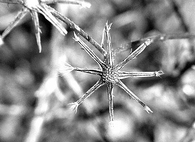 Cogwheel