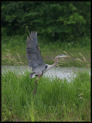 Great Blue Heron