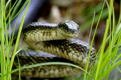 Black Rat Snake