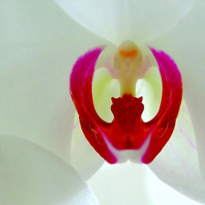 orchid secrets