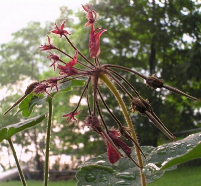 Geranium in rain