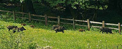 Wild boars in run