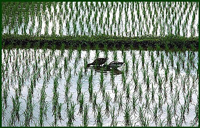 Postcard from the rice paddy