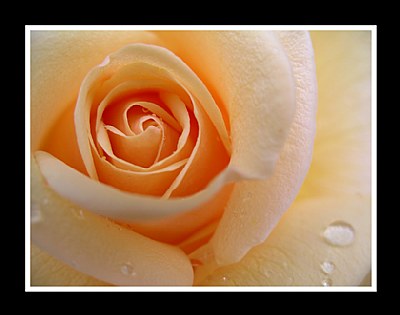 Peach Rose with Raindrops