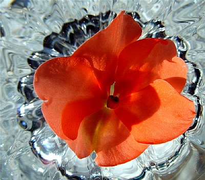 flower on crystal