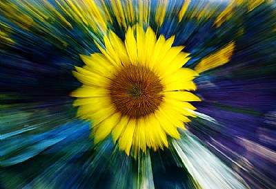  Sunflower