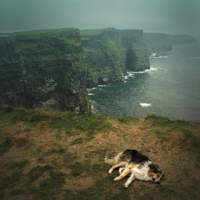 Moher Dog II