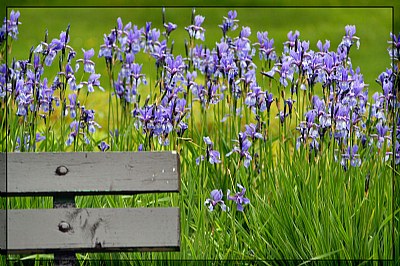 iris
