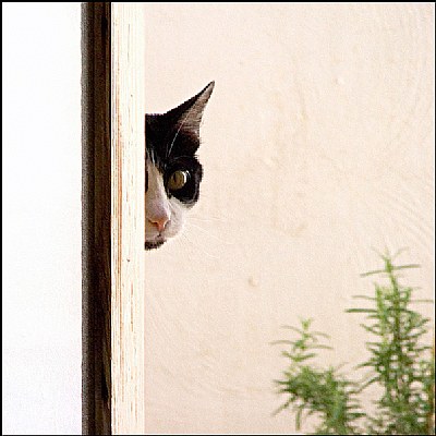 Cutiosity killed the cat 2