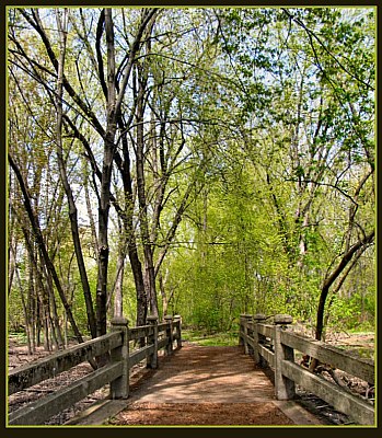 Enter The Woods