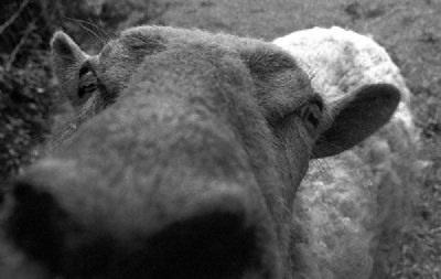 The Sheeps Nose