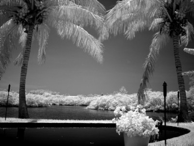 palms