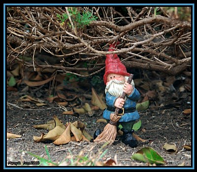 Gnomes in the yard