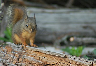 Chipmunk