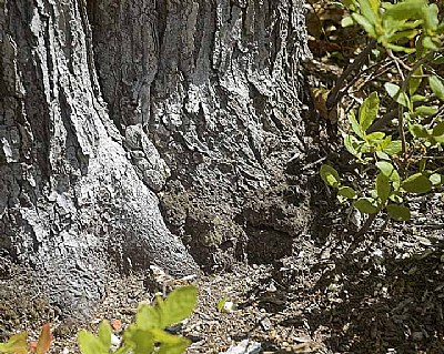 Tree Frog