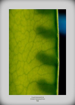 snowpeas