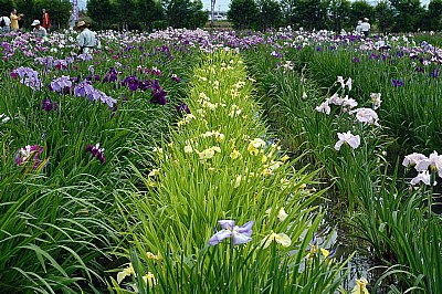 Rows of iris