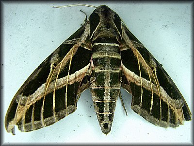 Dead Moth