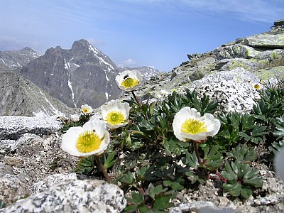 Ranunculus Glacialis
