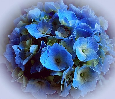blooms in blue...