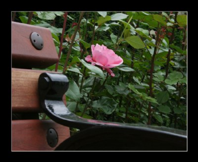 A Rose and A Bench