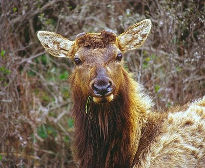 Wapiti (Roosevelt Elk)