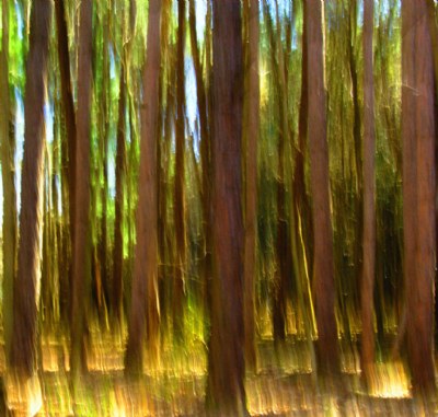 Pine Forest Abstract