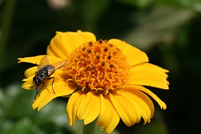 Flower & Fly