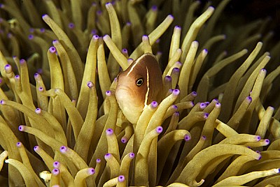 anemone fish