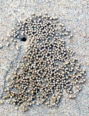 Crab's Eggs