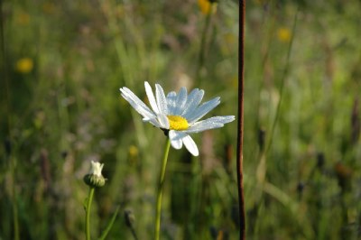 Dewy Daisy