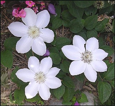 Three white flowers.  
