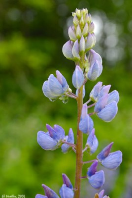 Another Lupine