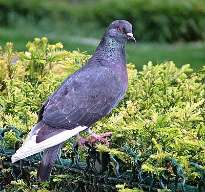 Paris Pigeon