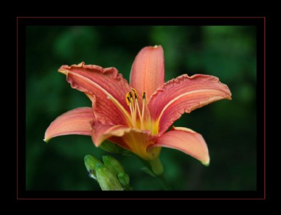 Garden Lily