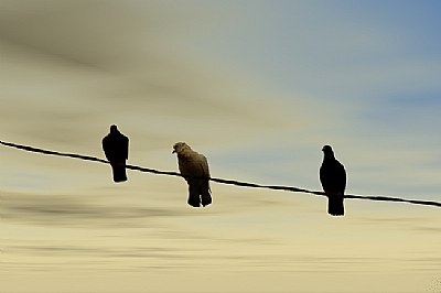 Birds On A Wire