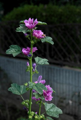 Four Flowers (1) Purple
