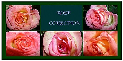ROSE COLLECTION