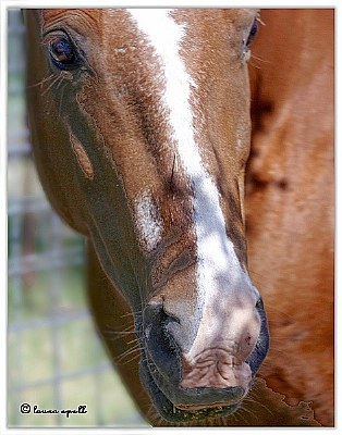 By a nose