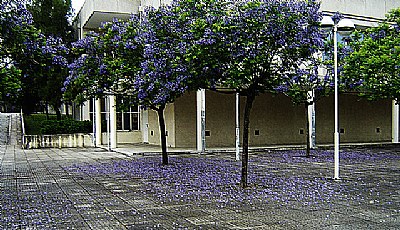 Purple Garden