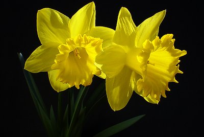 Spring into life
