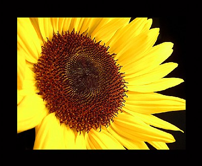 Flower Of The Sun