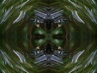 Forested Abstract