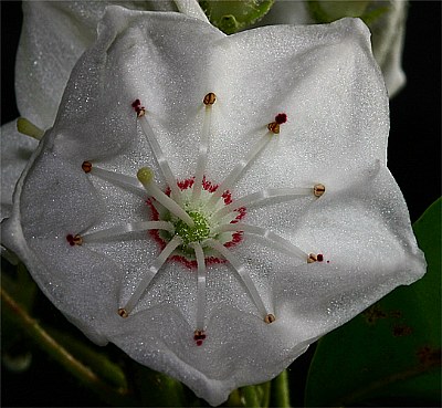 mountain laurel