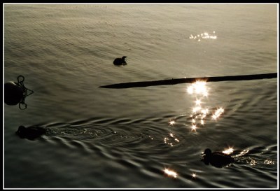 The many factors that shape the surface of the water
