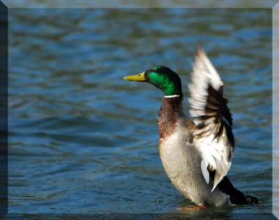 Duck Dance for Marcus & Yamil